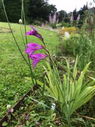 Attēlu rezultāti vaicājumam “Gladiolus imbricatus flower”
