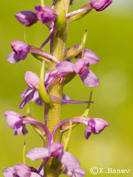 Attēlu rezultāti vaicājumam “Gymnadenia conopsea bud”