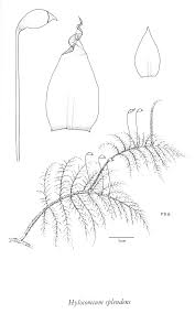 Attēlu rezultāti vaicājumam “Hylocomium splendens sporophyte”