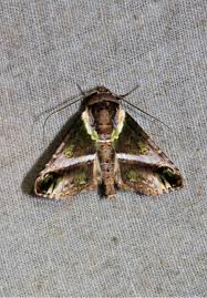 Attēlu rezultāti vaicājumam “Nolidae”