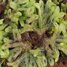 Attēlu rezultāti vaicājumam “Riccia canaliculata”