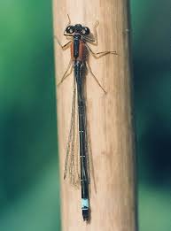 Attēlu rezultāti vaicājumam “Ischnura elegans”