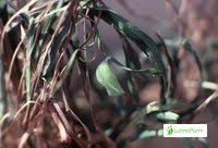 Attēlu rezultāti vaicājumam “Lopinga achine underside”