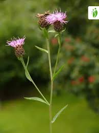 Image result for Centaurea nigra
