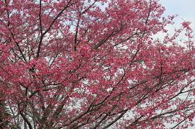 Image result for 緋寒桜