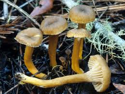 Attēlu rezultāti vaicājumam “Craterium aureonucleatum”