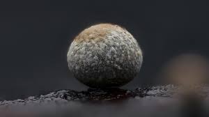 Attēlu rezultāti vaicājumam “Badhamia panicea sessile”