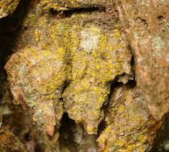 Attēlu rezultāti vaicājumam “Chrysothrix candelaris”