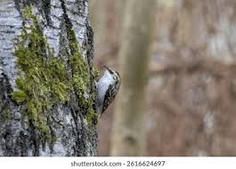 Attēlu rezultāti vaicājumam “Certhia familiaris”