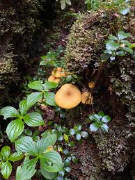 Attēlu rezultāti vaicājumam “Tricholomopsis decora”