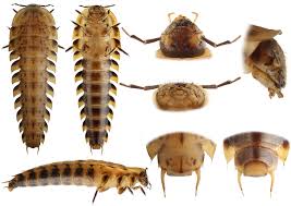 Attēlu rezultāti vaicājumam “Silpha obscura larva”