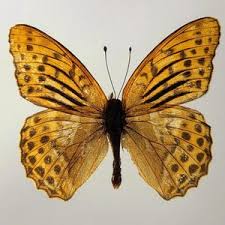 Attēlu rezultāti vaicājumam “Argynnis paphia pupa”