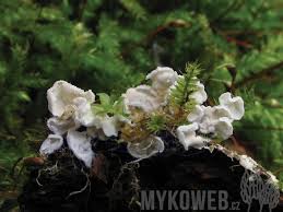 Attēlu rezultāti vaicājumam “Rimbachia neckerae”