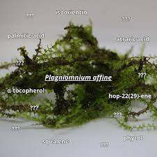 Attēlu rezultāti vaicājumam “Plagiomnium affine”