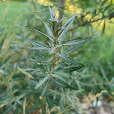 Attēlu rezultāti vaicājumam “Hippophae rhamnoides leaf”