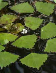 Attēlu rezultāti vaicājumam “Trapaceae”