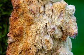 Attēlu rezultāti vaicājumam “Sarcodontia crocea”