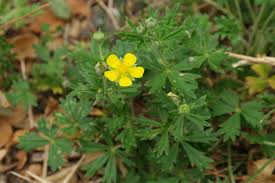 Attēlu rezultāti vaicājumam “Potentilla argentea flower”