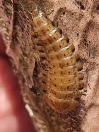 Attēlu rezultāti vaicājumam “Silpha obscura larva”