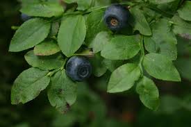 Attēlu rezultāti vaicājumam “Vaccinium myrtillus”