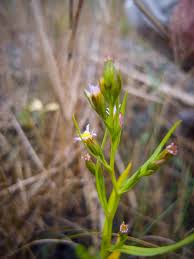 Attēlu rezultāti vaicājumam “Atrichum flavisetum sporophyte”