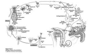 Attēlu rezultāti vaicājumam “Conocephalum salebrosum sporophyte”