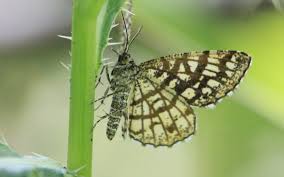 Attēlu rezultāti vaicājumam “Chiasmia clathrata”