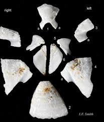 Attēlu rezultāti vaicājumam “Balanus improvisus”
