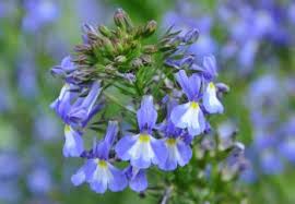 Attēlu rezultāti vaicājumam “Lobeliaceae”