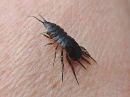 Attēlu rezultāti vaicājumam “Asellus aquaticus”