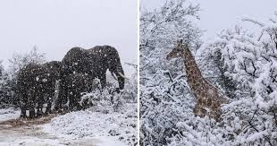 Image result for snow africa