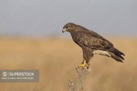 Attēlu rezultāti vaicājumam “Buteo buteo adult”