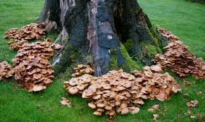 Attēlu rezultāti vaicājumam “Armillaria mellea”