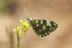 Attēlu rezultāti vaicājumam “Pontia edusa underside”