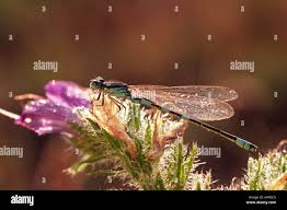 Attēlu rezultāti vaicājumam “Coenagrion pulchellum male”