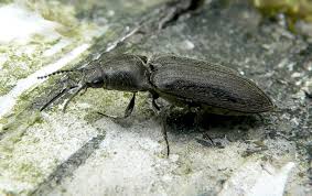 Attēlu rezultāti vaicājumam “Cidnopus aeruginosus”