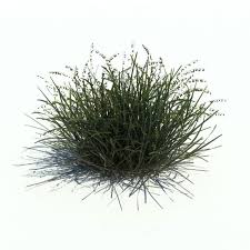 Attēlu rezultāti vaicājumam “Melica nutans”