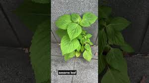 Image result for 깱깲깳깴깵깶깷깺깾깿꺀꺁꺂꺃꺆꺇꺈꺉꺊꺋꺍꺎꺏꺐