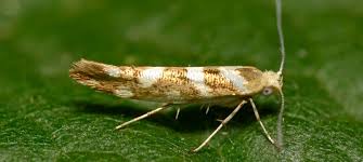 Attēlu rezultāti vaicājumam “Argyresthia pruniella”