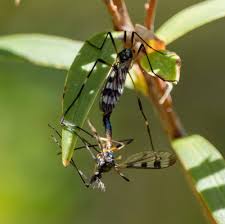 Attēlu rezultāti vaicājumam “Ptychoptera sp. female”