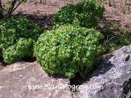 Attēlu rezultāti vaicājumam “Viburnum opulus”