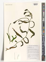 Attēlu rezultāti vaicājumam “Potamogeton praelongus”