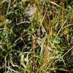 Attēlu rezultāti vaicājumam “Juncus compressus fruit”