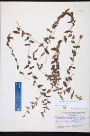 Attēlu rezultāti vaicājumam “Potamogeton perfoliatus flower”