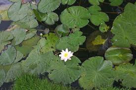 Attēlu rezultāti vaicājumam “Nymphaea alba”