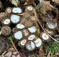 Attēlu rezultāti vaicājumam “Cyathus striatus”