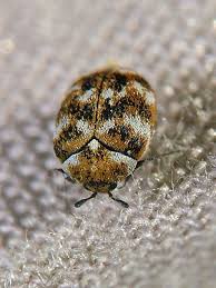 Attēlu rezultāti vaicājumam “Anthrenus sp.”