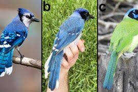 Image result for Rhinoptera brasiliensis