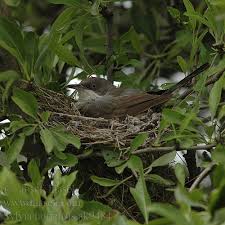 Image result for Sylvia hortensis