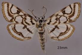 Attēlu rezultāti vaicājumam “Nymphula nitidulata”